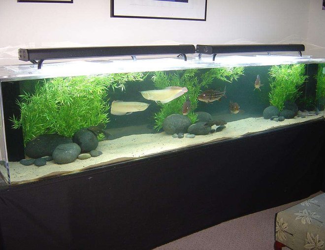 180 gallons freshwater fish tank (mostly fish and non-living decorations) - 400 gallon display

75 gallon sump with 2 magdrive pumps
8 x 65W PC lighting (10000K, 460nm)

FIsh list:
4 x Cichla temensis (16-18")
2 x Silver Arowana (18")
1 x Brachy. tigrinusm (15")
2 x Hypostomus spp (12")
