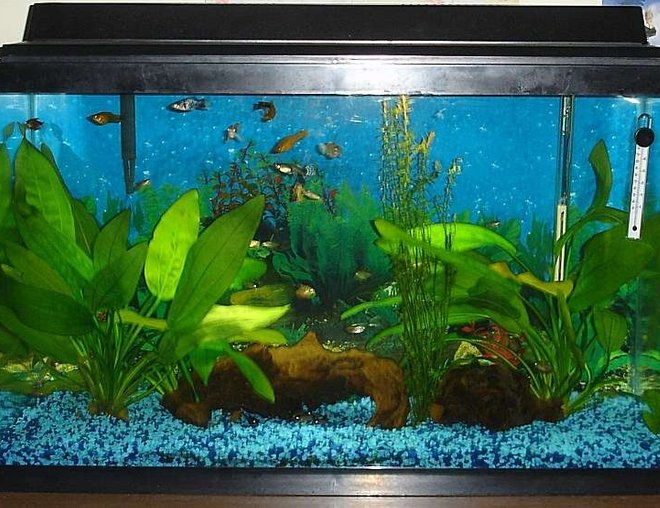 29 gallons freshwater fish tank (mostly fish and non-living decorations) - My 29 gallon. Look how my panda cory's eyes are glowing under the bogwood! :)