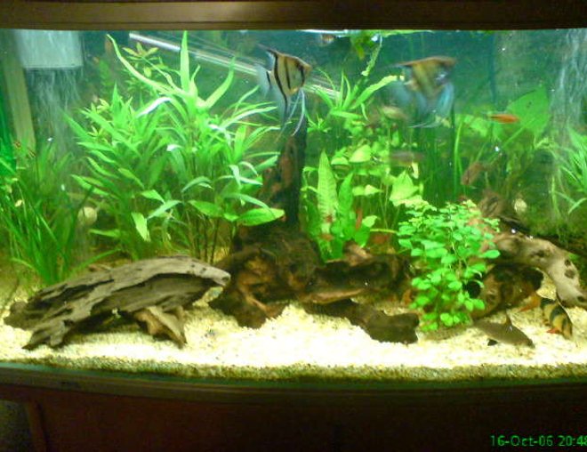 56 gallons freshwater fish tank (mostly fish and non-living decorations) - Front Room Tank