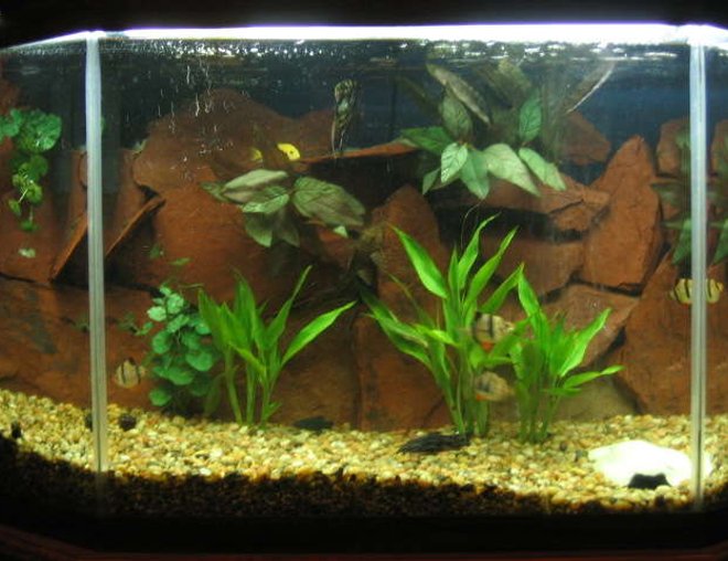 33 gallons freshwater fish tank (mostly fish and non-living decorations) - .
