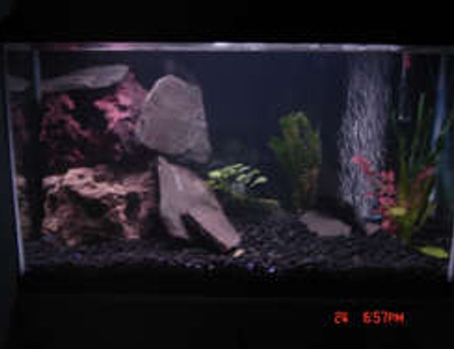 29 gallons freshwater fish tank (mostly fish and non-living decorations) - this tank is no longer, moved up to 50 gallon new pics coming soon this 29 is going salt i cant wait
