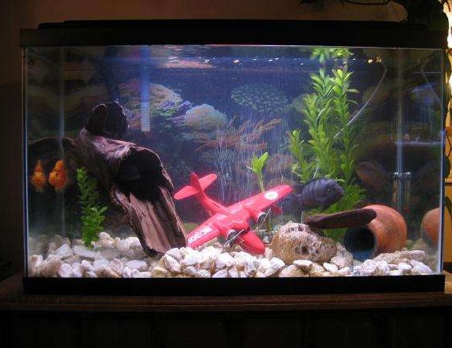 30 gallons freshwater fish tank (mostly fish and non-living decorations) - 30 gal