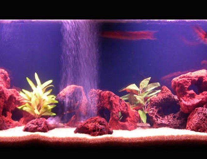 50 gallons freshwater fish tank (mostly fish and non-living decorations) - I already added the silk plants, I think it seem nicer now.