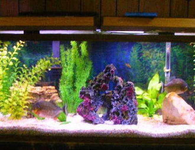 55 gallons freshwater fish tank (mostly fish and non-living decorations) - 55 gallon