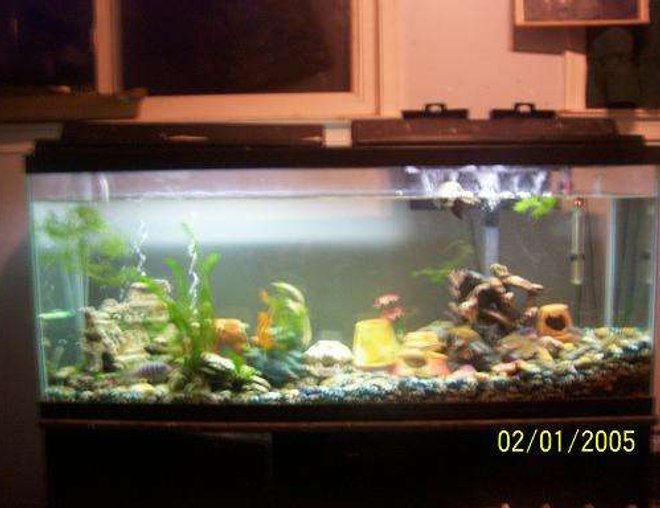 55 gallons freshwater fish tank (mostly fish and non-living decorations) - Yup this is my 55gallon tank i love it !
This picture the water is low=p i have to fill it up hehee This is my African cichlid tank. Their is 1blue zebra 2cobalts 2blue jewel 3kenyi 3tinfoil barbs 1pleco 1cypheris 1crossbreed fish its a yellow lab mixed with a kenyi an some more!