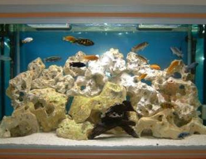 80 gallons freshwater fish tank (mostly fish and non-living decorations) - This is my new fish tank, what do you think for a beginner?