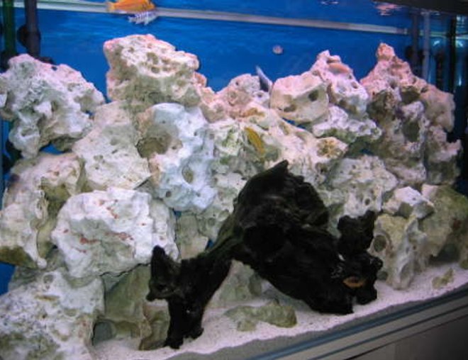 30 gallons freshwater fish tank (mostly fish and non-living decorations) - My 48" Malawi Cichlid tank, now with more rocks (thanks Charlie!) and nice driftwood.  Yellow, blue, orange and stripey Cichlids.