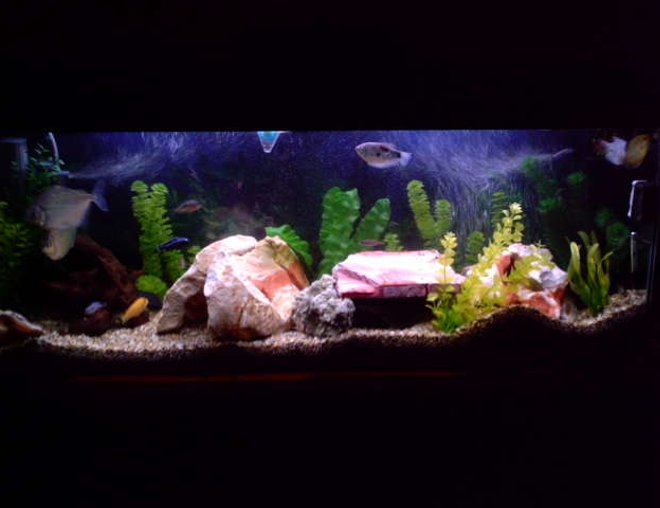 4 gallons freshwater fish tank (mostly fish and non-living decorations) - This is our 4 foot tank, has mostly cichlid mbuna, 2 fire mouth, 2 bolivian rams, 1 fuelleborni, 1 zebra morph, 2 kribensis, 2 silver dollars, 3 guorami, 1 pleco, 1 cat fish