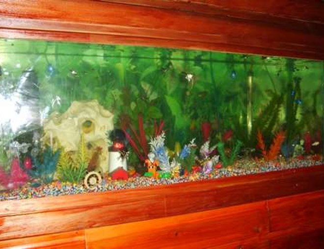 65 gallons freshwater fish tank (mostly fish and non-living decorations) - My 4ft tropical fish tank!!!!