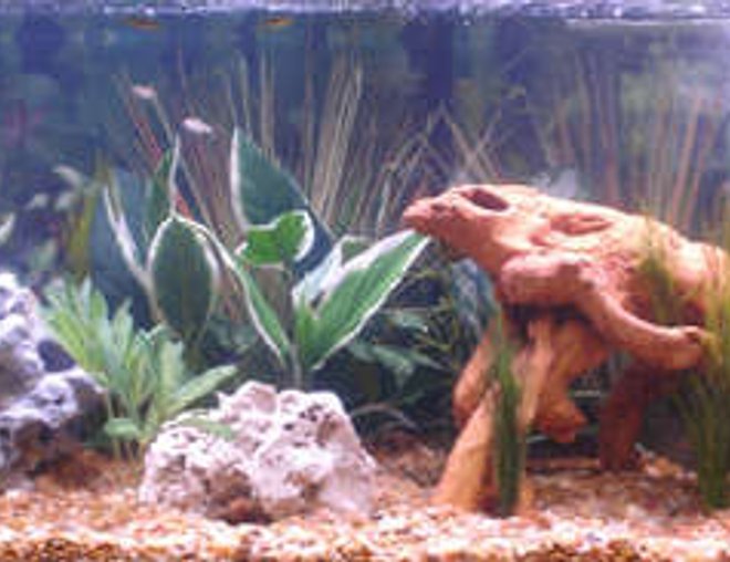 75 gallons freshwater fish tank (mostly fish and non-living decorations) - 48x18x20, All-Glass(c) Aquarium; Aqua-Clear 500 Filter; Stealth Heater; 75 lbs. River Rock; 1 Lime Stone Rock; 6 zebra danio; 6 rasbors scissortail; 6 cherry barbs; 4 black phantom tetra; 1 bronze cory; 1 agassizi cory
planning to add 6 neon tetra; 6 glowlight tetra; 4 gold barb; 1 dwarf gourami once tank has cycled.