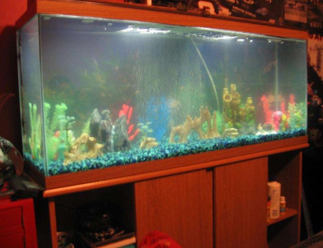 55 gallons freshwater fish tank (mostly fish and non-living decorations) - my 55g  tank for the time being