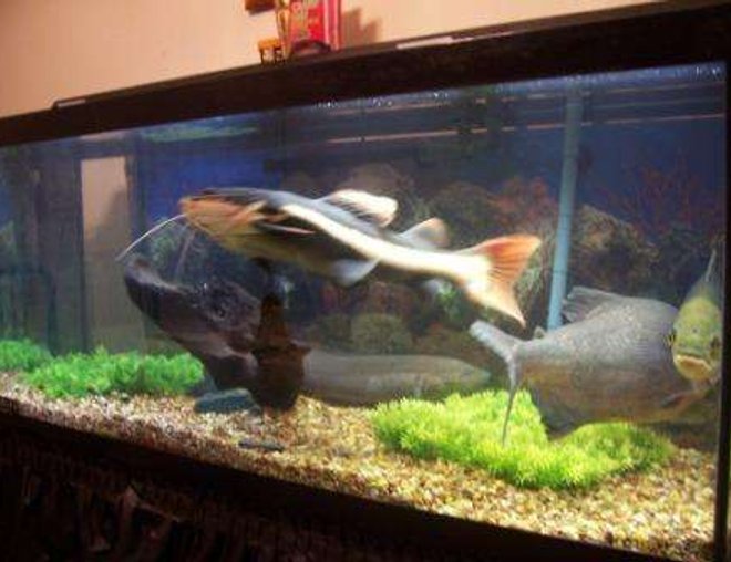 75 gallons freshwater fish tank (mostly fish and non-living decorations) - The Last picture I took of my fish tanks before coming to Iraq.