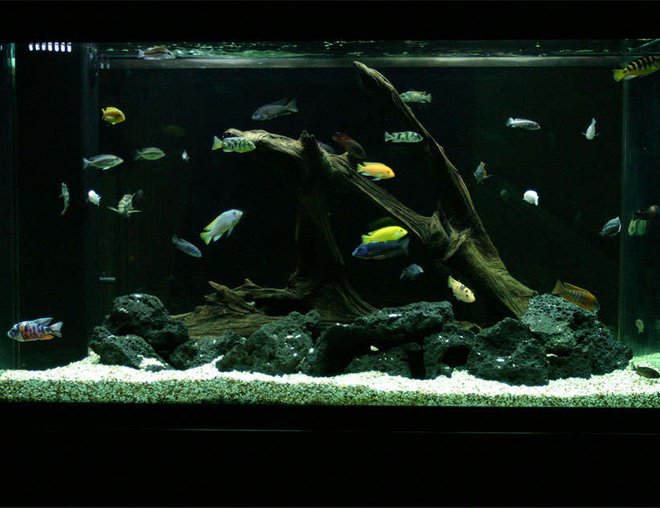 155 gallons freshwater fish tank (mostly fish and non-living decorations) - My 155 gallon Cichlid tank