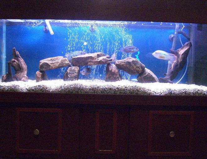 50 gallons freshwater fish tank (mostly fish and non-living decorations) - American Cichlid Tank