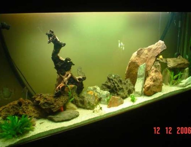 150 gallons freshwater fish tank (mostly fish and non-living decorations) - freshwater tank!!!