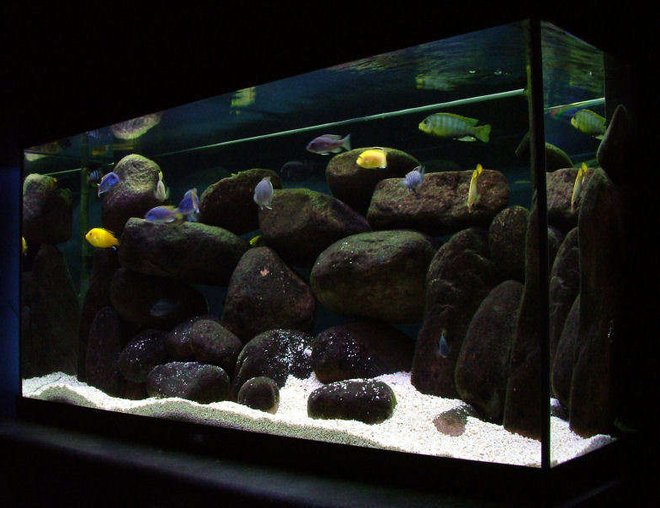 50 gallons freshwater fish tank (mostly fish and non-living decorations) - 55 Gallon mbuna tank: Pseudotropheus sp. elongatus Mpanga,  Labidochromis Caeruleus, Metriaclima sp. "Aurora Yellow" , Cynotilapia afra (Cobue), Pseudotropheus sp. "Acei" (Msuli)