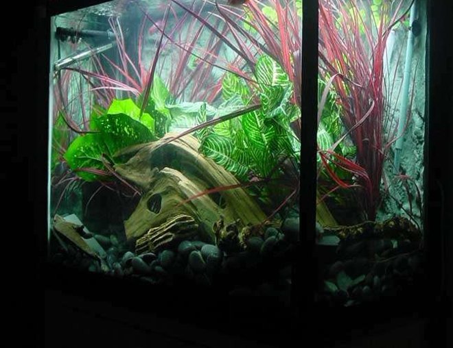90 gallons freshwater fish tank (mostly fish and non-living decorations) - My Juvenile Red Belly Tank. Look closely. Different levels of stone and Drift roots give my fish plenty of hiding spaces under the ground and under the Roots.