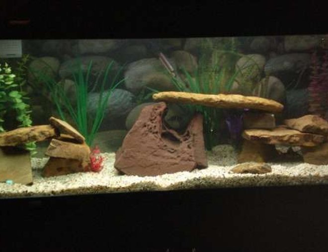 75 gallons freshwater fish tank (mostly fish and non-living decorations) - My community tank