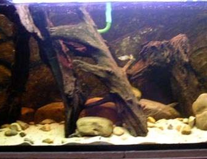 65 gallons freshwater fish tank (mostly fish and non-living decorations) - Convict Special Tank.