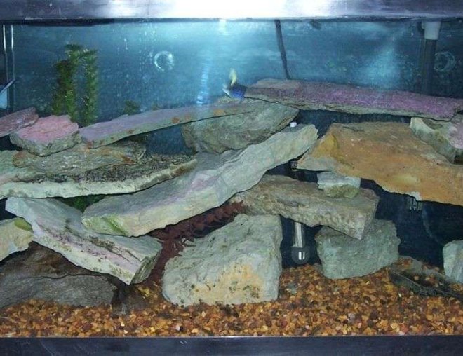 55 gallons freshwater fish tank (mostly fish and non-living decorations) - 55 gallon cichlid tank