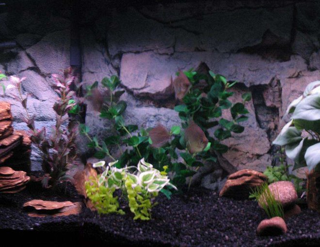 90 gallons freshwater fish tank (mostly fish and non-living decorations) - 90 Gallon Freshwater
Emperor 400 and Rena XP3
250 and 150 watt heaters
Rena air pump