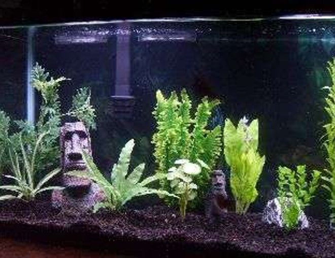75 gallons freshwater fish tank (mostly fish and non-living decorations) - 75 Gallons of Relaxation!