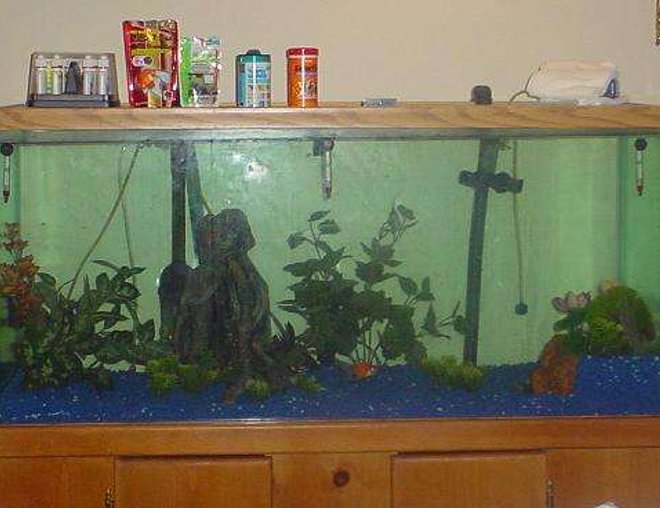 90 gallons freshwater fish tank (mostly fish and non-living decorations) - 90 gallon freshwater aquarium houses 3 happy goldies. Running a Fluval FX5 that pumps about 600 gallons per hour, which is about 300 gph less than what I should have. 2 baskets hold Biomax, and the third holds 2 filter pads from an older, established filter, and 3 water polishing pads. 2 bubble walls keep the oxygen level up, and a regular light gives them the ability to not bump into the sides.