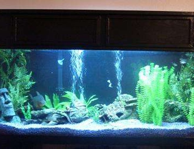 125 gallons freshwater fish tank (mostly fish and non-living decorations) - 72" x 18" x 24" ; Coralife lighting system, Canister Filter plus 1 Emperor 400; 2 PowerHeads attached to undergravel Filtration System; 2 x 150W Heaters

Pacu, Bala Sharks, a very large Pleco, and some mollies for space fillers