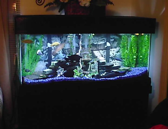 75 gallons freshwater fish tank (mostly fish and non-living decorations) - .