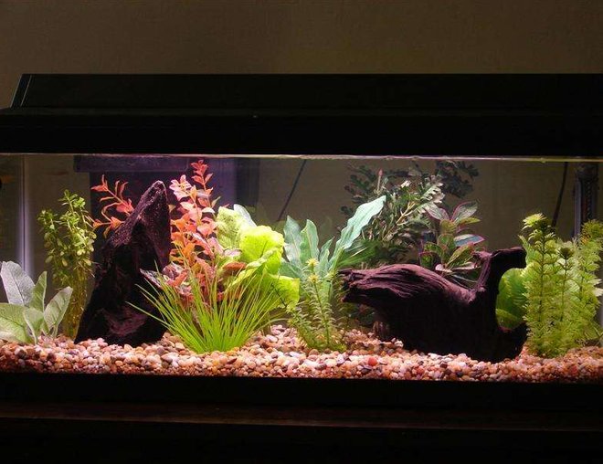 20 gallons freshwater fish tank (mostly fish and non-living decorations) - My first aquarium.