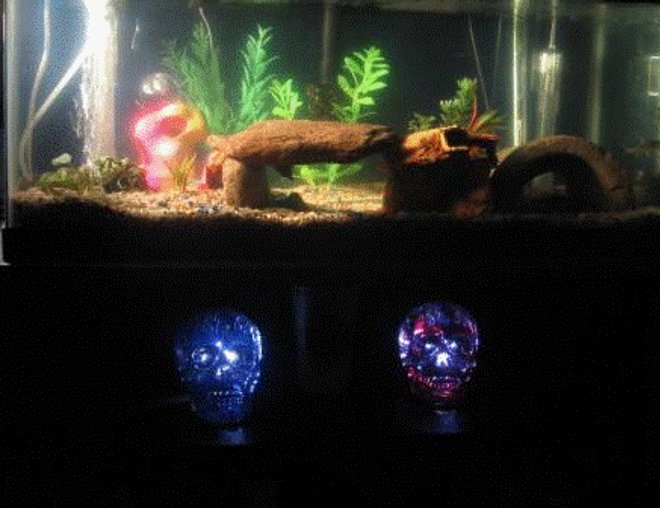 55 gallons freshwater fish tank (mostly fish and non-living decorations) - TANK SET UP NO. 02