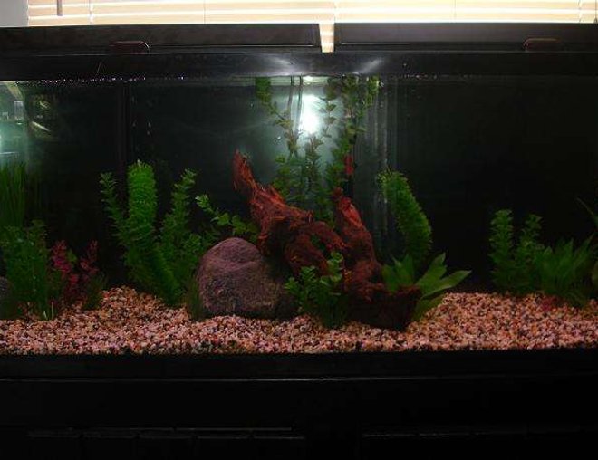 55 gallons freshwater fish tank (mostly fish and non-living decorations) - My 55 gallon tank before having fish in it.