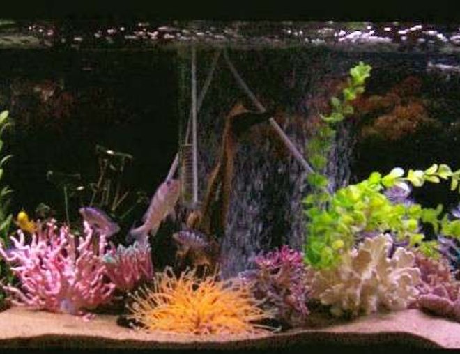 55 gallons freshwater fish tank (mostly fish and non-living decorations) - love my tank!