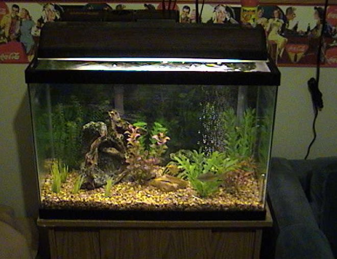 20 gallons freshwater fish tank (mostly fish and non-living decorations) - Full View