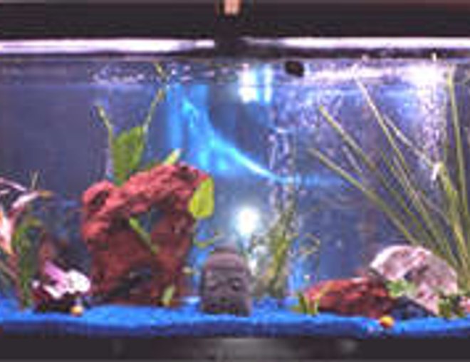 55 gallons freshwater fish tank (mostly fish and non-living decorations) - Freshwater fish with live plants