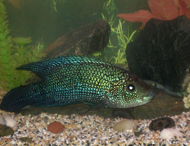 55 gallons freshwater fish tank (mostly fish and non-living decorations) - We had to add some smaller gravel to the polished rocks in the tank because  Panfrys food kept falling between the rocks where he couldnt get at it. Here is a close up view of Panfry............We are sad to say that Panfry pasted  feb 13 2007, we had gone away for a week and  sometime during that time the tank got infested with some sort of body fungus and by the time we started treating it , it was to late  most the fish died.  the only fish that survived were the  2 albino corys , the corys , the pleco and the frogs. :(