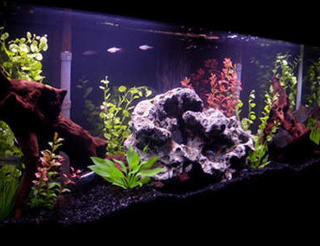 55 gallons freshwater fish tank (mostly fish and non-living decorations) - My 55 Gallon Tank