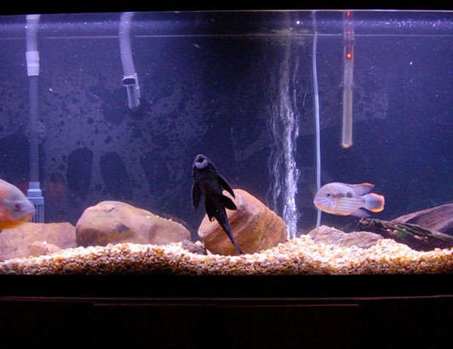 55 gallons freshwater fish tank (mostly fish and non-living decorations) - 55 Gallon