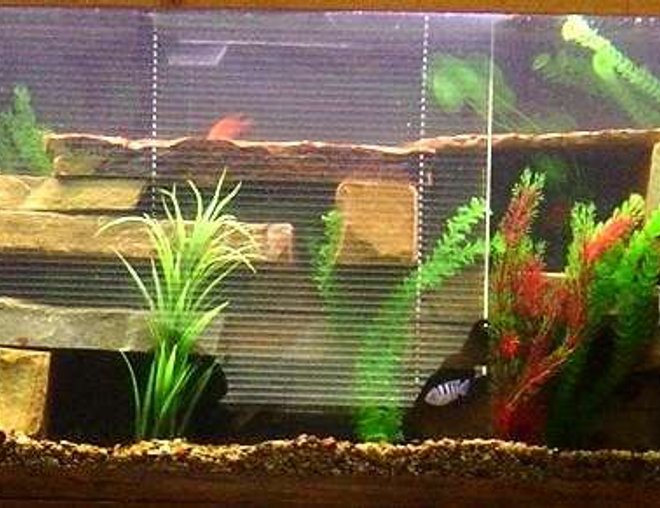 125 gallons freshwater fish tank (mostly fish and non-living decorations) - updated pic of my tank you will hate it or love it just the way freahwater tank are
