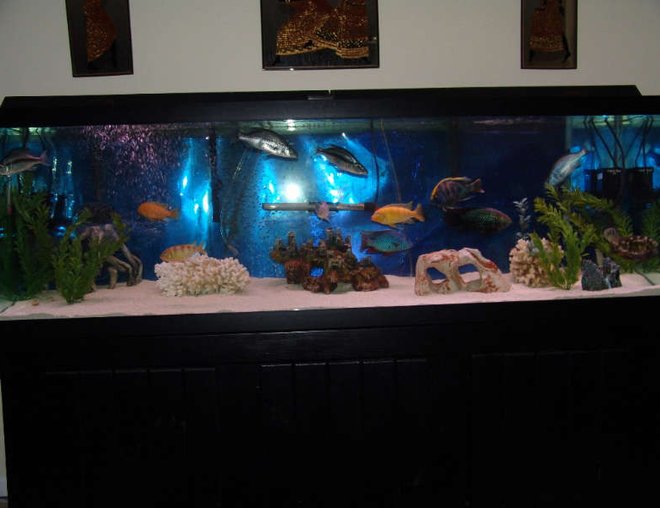 125 gallons freshwater fish tank (mostly fish and non-living decorations) - 125 gallon AGA African Cichlid tank.  Filtration includes 2 x Aquaclear 500, 1 Filstar XP3, 4 Hagen 400gph Powerheads for 6 Under Gravel Jets, and a dual air pump.  My temp is a constant 79F set with a 250 watt heater.