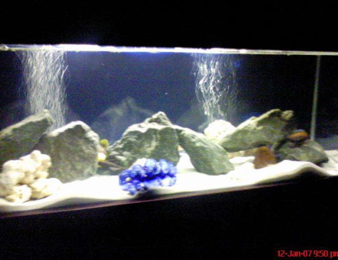 60 gallons freshwater fish tank (mostly fish and non-living decorations) - White sand, blue rocks, blue bacground!!! looks awesome at night time with the beautiful colours of the fish!!