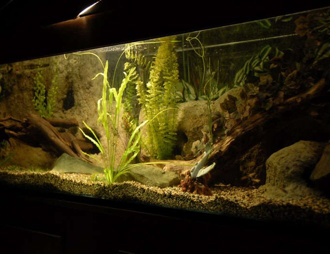 120 gallons freshwater fish tank (mostly fish and non-living decorations) - My Tank.