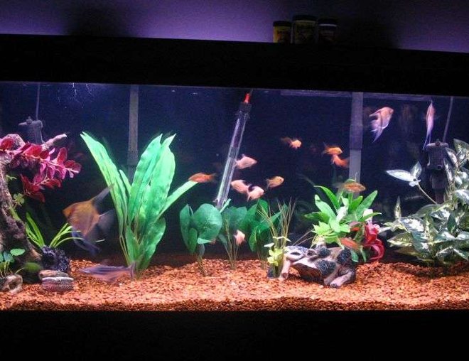 55 gallons freshwater fish tank (mostly fish and non-living decorations) - 55 gallon freshwater community tank