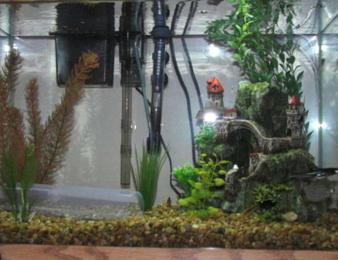20 gallons freshwater fish tank (mostly fish and non-living decorations) - 20 gallon rectangle shape tank.