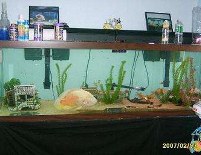 125 gallons freshwater fish tank (mostly fish and non-living decorations) - new pic of my 15''oscar in his 125 gallon tank with 3 pleco's and some gold fish , guppies and a male convict and also a female convict