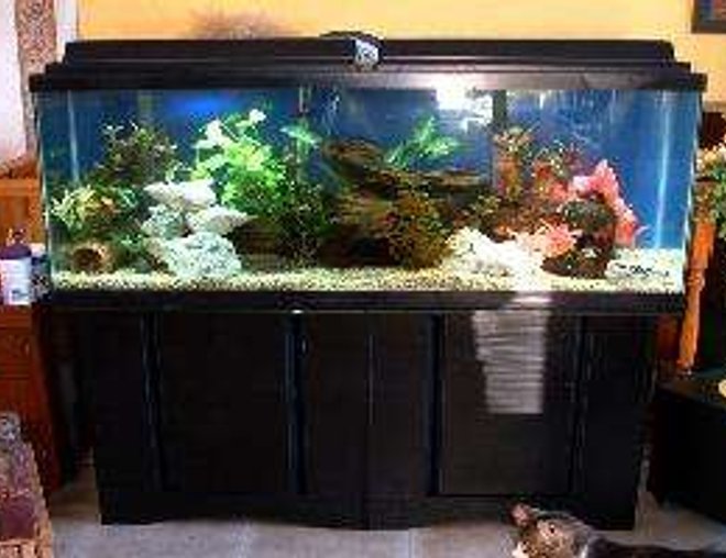 55 gallons freshwater fish tank (mostly fish and non-living decorations) - This is a global view of my 55gal tank