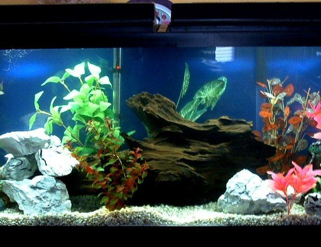 55 gallons freshwater fish tank (mostly fish and non-living decorations) - Close up of my 55 gal aquarium