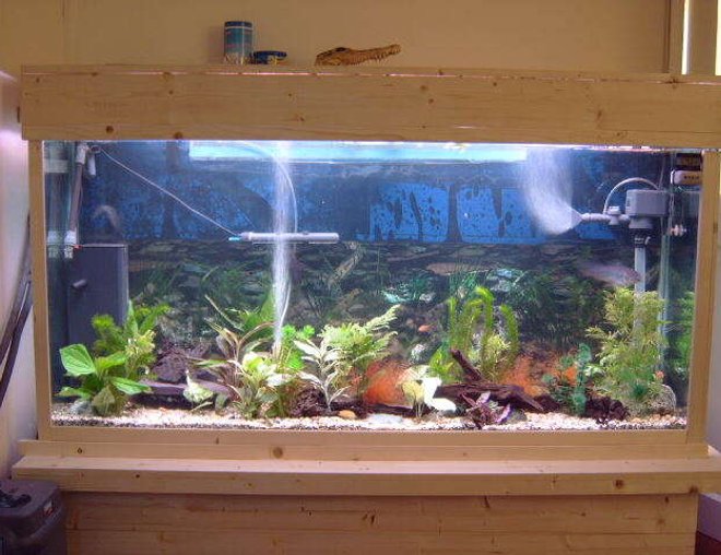 75 gallons freshwater fish tank (mostly fish and non-living decorations) - this is my beloved tank.