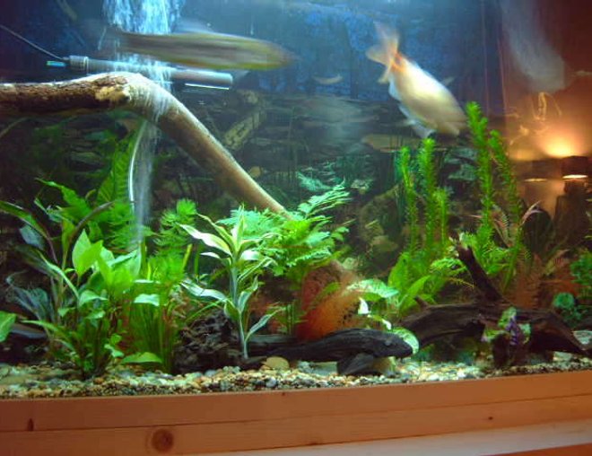 75 gallons freshwater fish tank (mostly fish and non-living decorations) - my tank with a few additions.