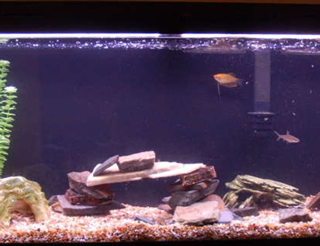 55 gallons freshwater fish tank (mostly fish and non-living decorations) - Here is my tank